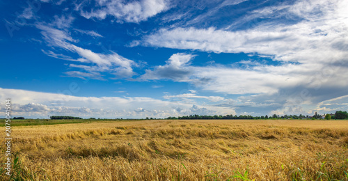 Billede på lærred Golden field stretches wide under bright blue sky
