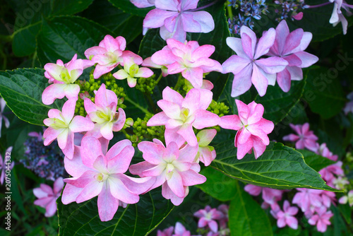 かわいい紫陽花