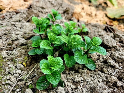 Konstfotografi Spearmint, or spear mint plant growing in home garden, Spearmint (Mentha spicata