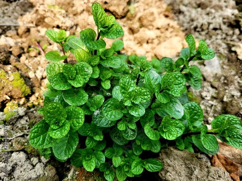 Cuadro en lienzo Spearmint, or spear mint plant growing in home garden, Spearmint (Mentha spicata