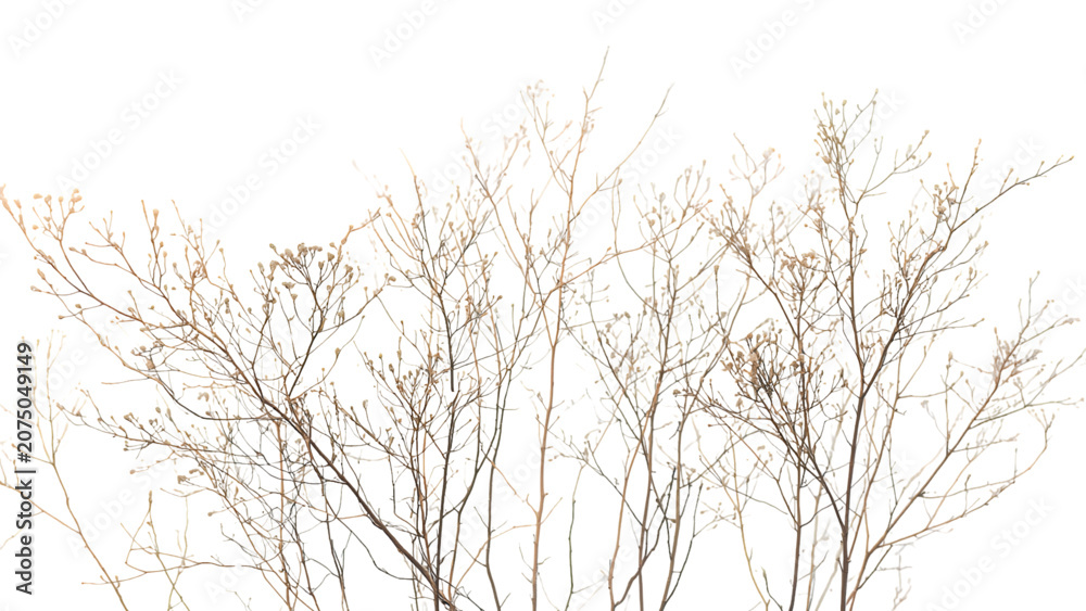 Fototapeta premium Leafless trees stand tall outdoors