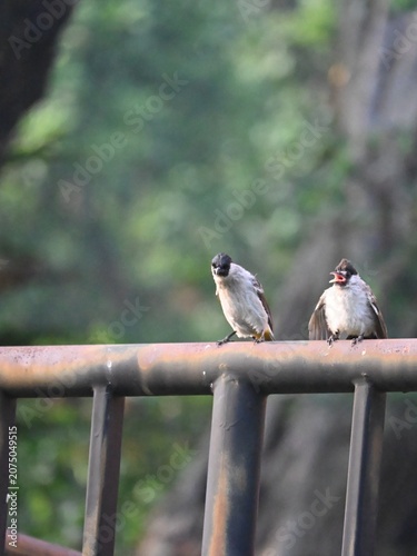 Canvastavla Two Sooty-headed Bulbuls (Pycnonotus aurigaster) perched on an iron fence, showcasing natural bird behavior and urban wildlife adaptation