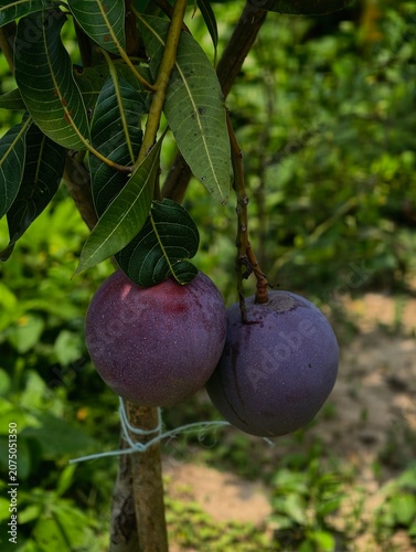Red and Purple Tommy Atkins Mango Variety Developing in a Tropical Garden