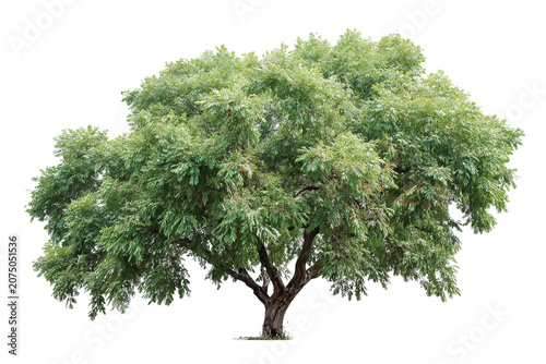 Black walnut tree with lush green foliage and detailed bark, realistic style, isolated on transparent background