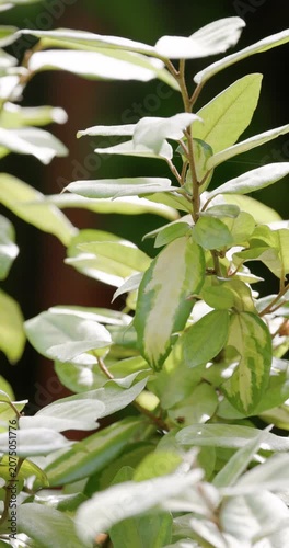 Elaeagnus ebbingei Limelight leaves swaying softly in sunlight, botanical garden