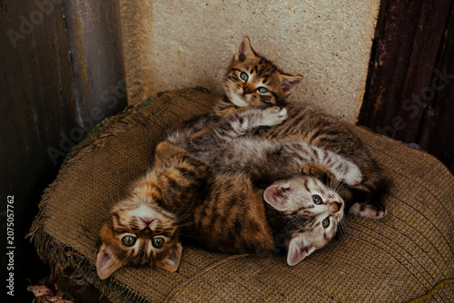 Small baby cats sleeping on the couch