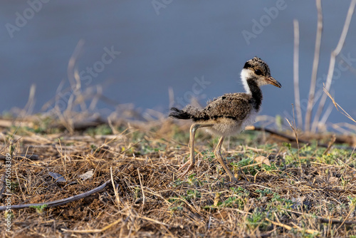 A Red wattled Lapwing chick (Vanellus indicus) stands in Ranthambore National Park, India, blending into its surroundings with cryptic plumage.