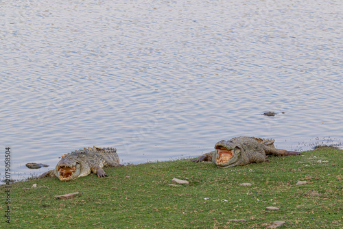 Fotografija A Mugger Crocodile (Crocodylus palustris) basks along the lakeshore at Ranthambore National Park, India, resting with its mouth wide open