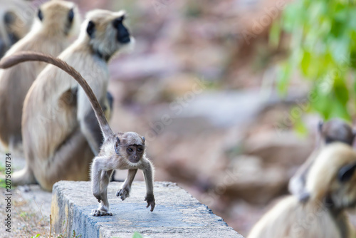 A juvenile Northern Plains Gray Langur (Semnopithecus entellus) runs along a roadside in Ranthambore National Park, India.