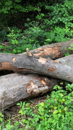 Tree trunks or logs on the forest ground overgrown with green leaves and foliage vertical video