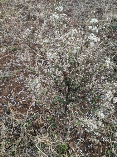 flowering weed plant
