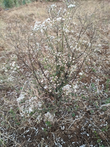 flowering weed plant