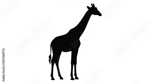 Foto Giraffe Silhouette Against A White Background Silhouette