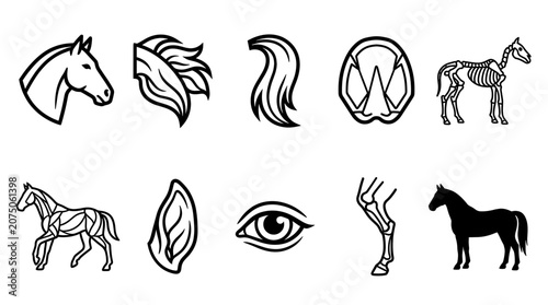 Tableau sur toile Horse Anatomy and Equine Body Parts Outline Icon Vector Set
