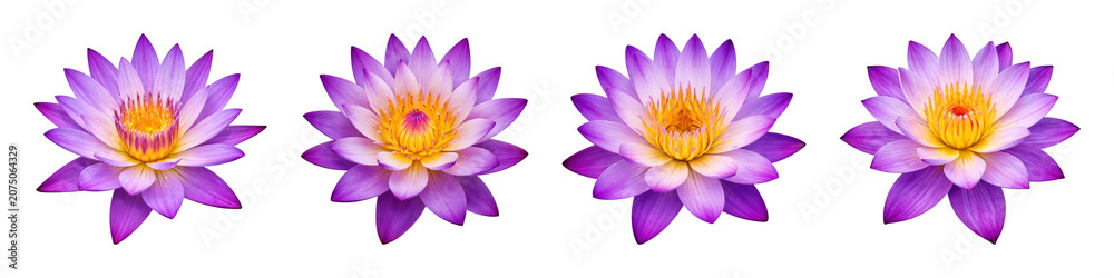 Obraz premium PNG Vibrant purple lotus flowers aligned on transparent background