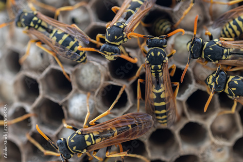 Canvastavla A wasp on a nest with capped cells.