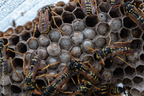 Obraz na płótnie A wasp on a nest with capped cells.