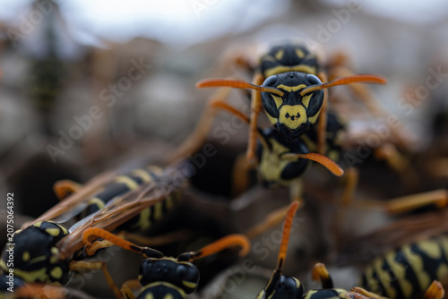 Canvastavla Close-up detail of a wasp's head on the nest.