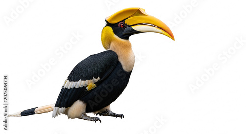 Great Hornbill Bird Isolated on White Background with Vibrant Yellow Casque