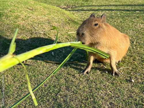 Fotografía A photo of me feeding capybaras with fresh plants at the farm.
