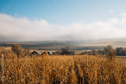 Wheat field in the morning. Rural scene.