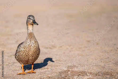 Cuadro en lienzo A cute pot-bellied brown female Mallard duck Anas platyrhynchos stands on the sand and looks into the camera