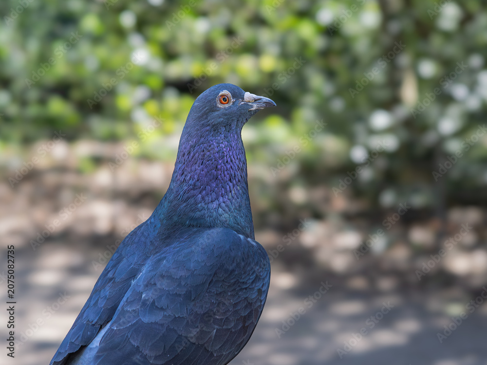 Obraz premium Feral pigeon (Columba livia domestica) close-up portrait showing iridescent blue-purple plumage, Greenwich Park, London.