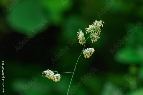 Tiny pollen flowers on grass.