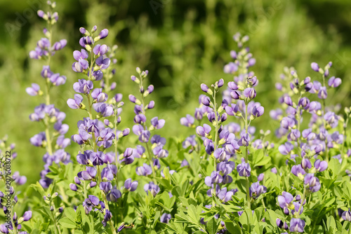 Baptisia australis, commonly known as blue wild indigo or blue false indigo, is a perennial herb that reproduces both sexually and asexually by means of its spreading rhizomes. Low toxicity.