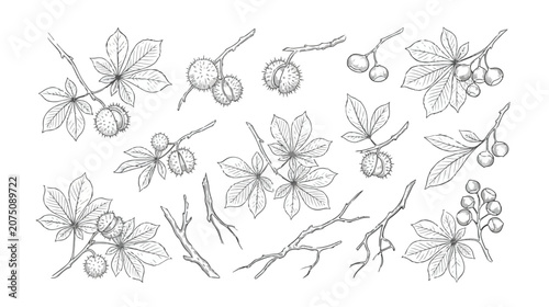 Quadro su tela Vintage chestnut branch botanical illustrations, hand drawn horse chestnut leave