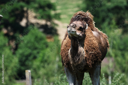 Close-up Portrait of a Brown Camel in a Green Nature Setting