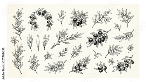 Εκτύπωση καμβά Vintage olive branch vector set, hand drawn botanical sketches of olive tree lea