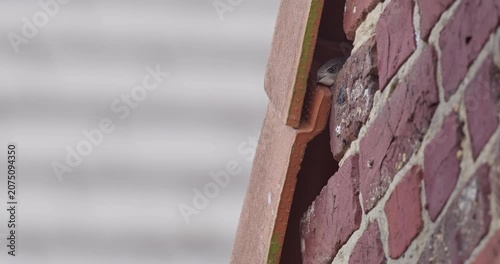 Common swift in nest