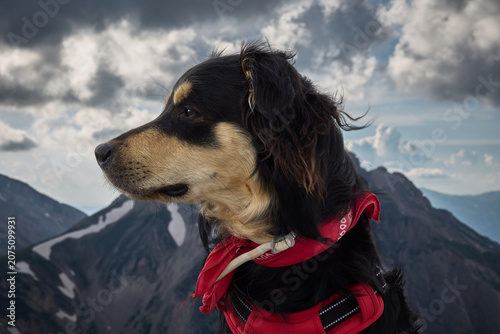 Cane Escursionista scala il Gran Sasso