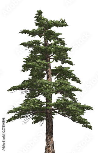 Photos Huangshan Pine 3D Tree with alpha