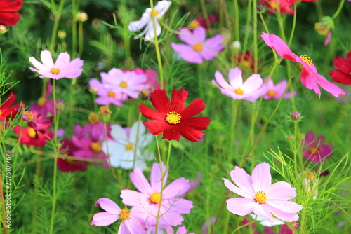 A variety of brightly colored flowers in the park, a natural beauty.