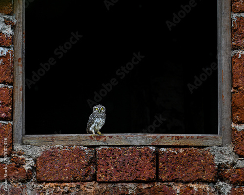 Foto Spotted Owlet
