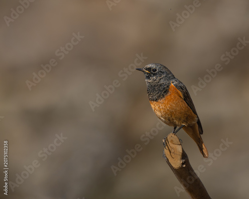 Black Redstart
