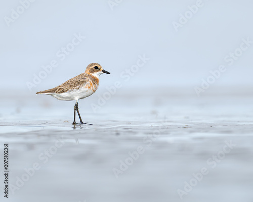 Tibetan Sand-Plover
