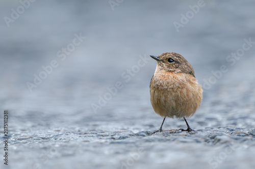 Pied Bushchat