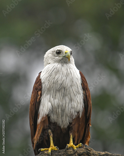 Brahminy Kite