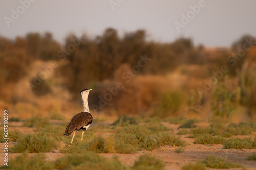 Great Indian Bustard