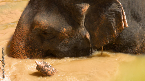 Foto Close Up of Asian Elephant Submerged in Muddy Water in Phuket