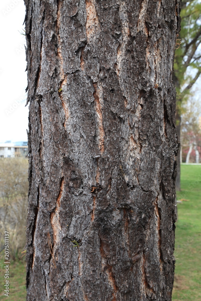 Fototapeta premium Pitch Pine Bark Texture Background Close Up
