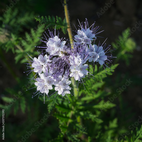 Lacy phacelia flower head in June