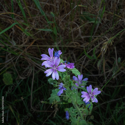 Common mallow growing in a tangle of grass.