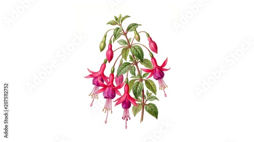 Exquisite watercolor illustration of vibrant fuchsia flower with cascading red and purple blossoms and green leaves.