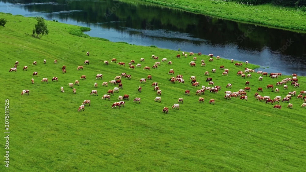 Obraz premium Cattle grazing on lush green pasture beside a calm river during sunny weather