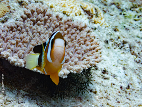 Clark's anemonefish