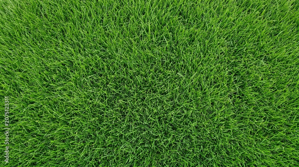 Fototapeta premium Vibrant green grass texture background for design and decoration purposes